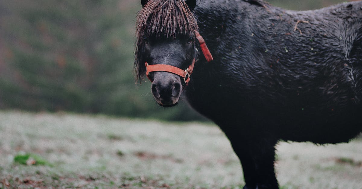 ¿Conoces la historia detrás de Black Beauty?