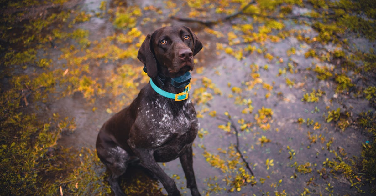 ¿Cuáles son las mejores razas de perros de caza?