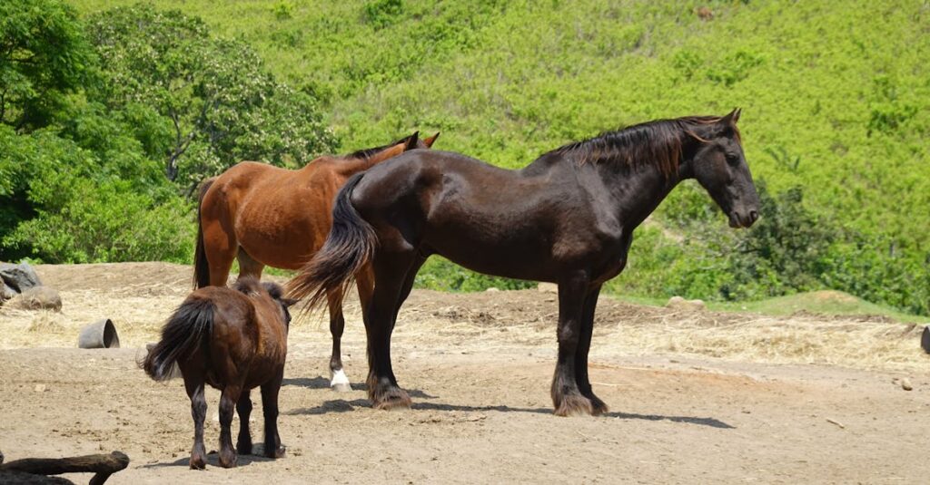 ¿Cuáles tribus indias criaban caballos y por qué?
