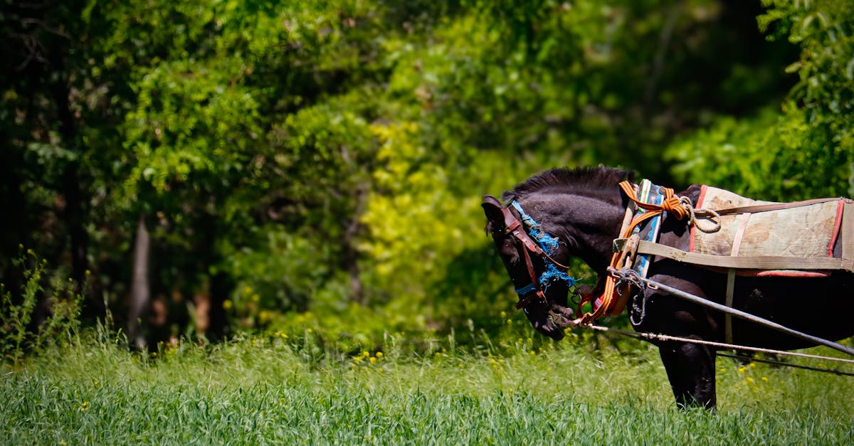 ¿Cuáles tribus indias criaban caballos y por qué?