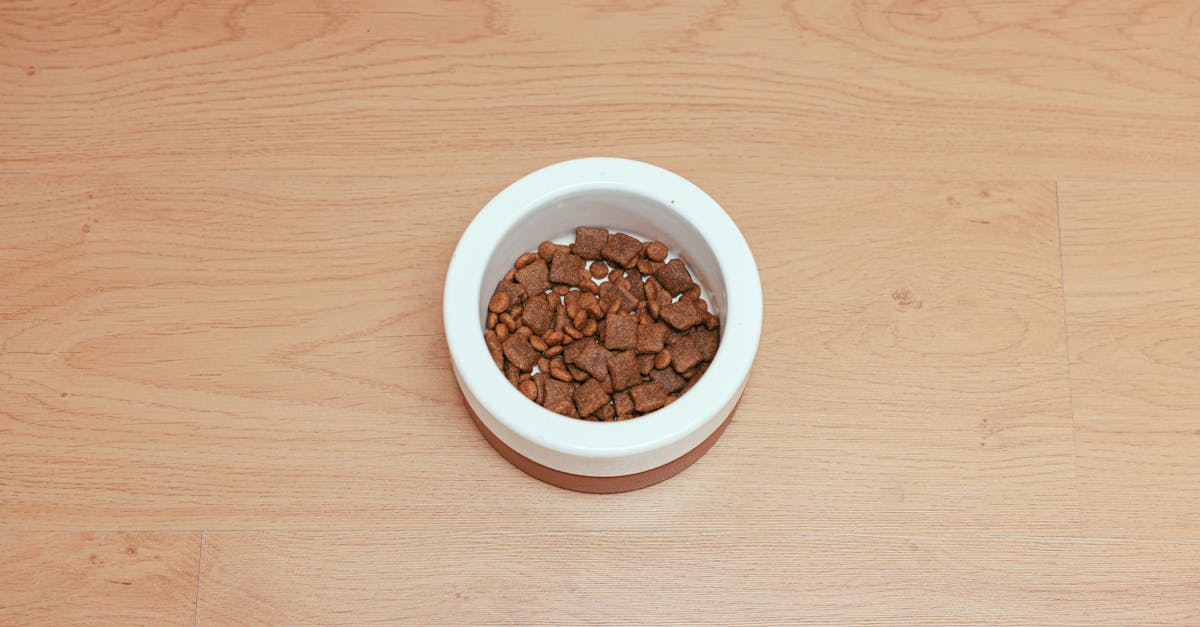 ¿Es mejor el alimento para perros sin granos y con carne?