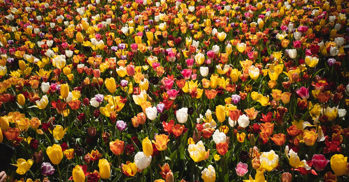 ¿Por qué el Keukenhof encanta a turistas y neerlandeses?