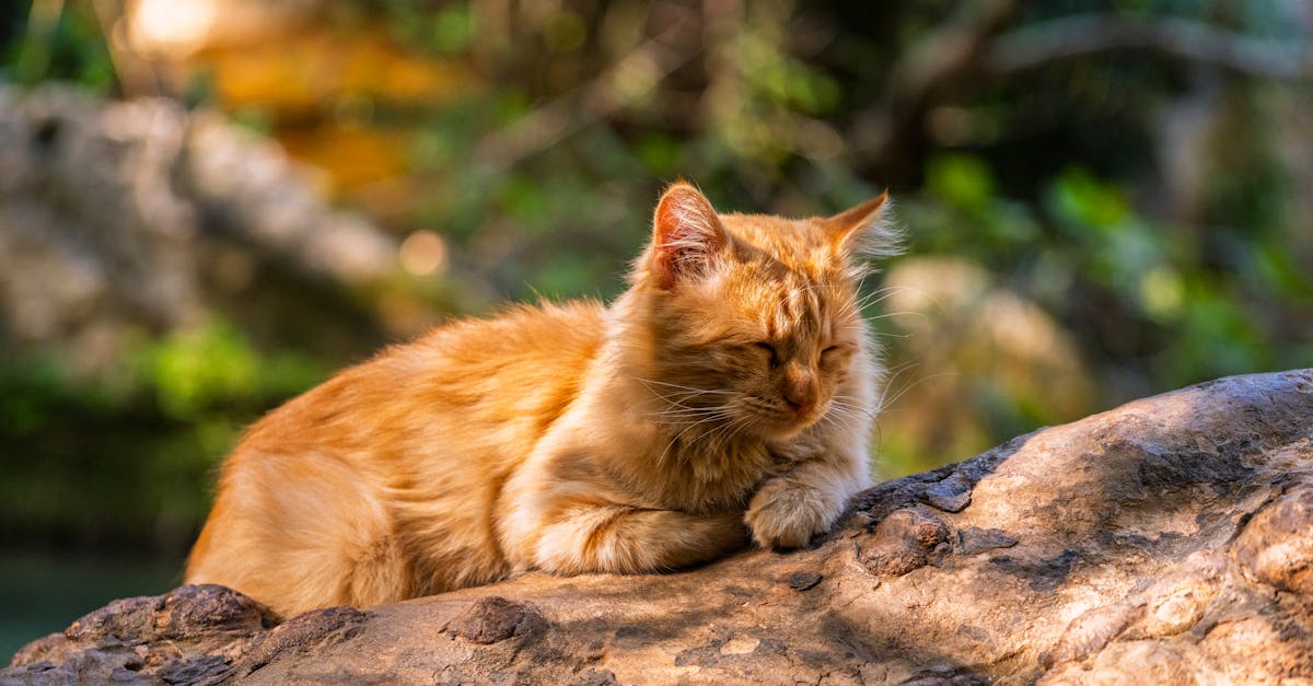 ¿Por qué los animales tienen pelaje y qué beneficios les aporta?