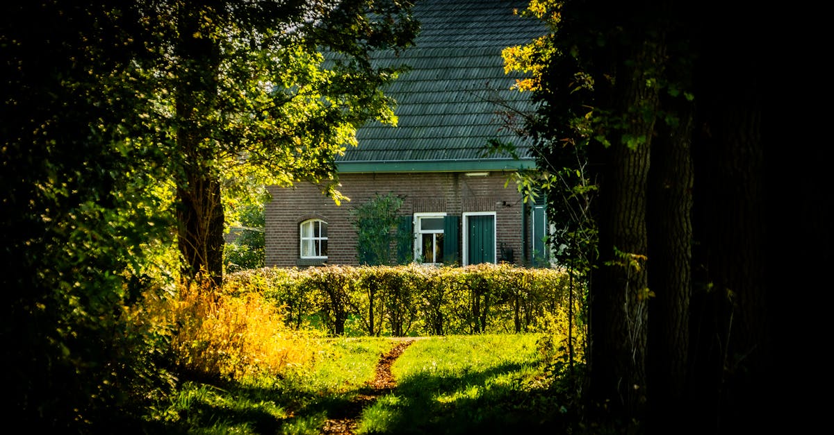 ¿Por qué los videos de gatos son tendencia en el cottagecore?