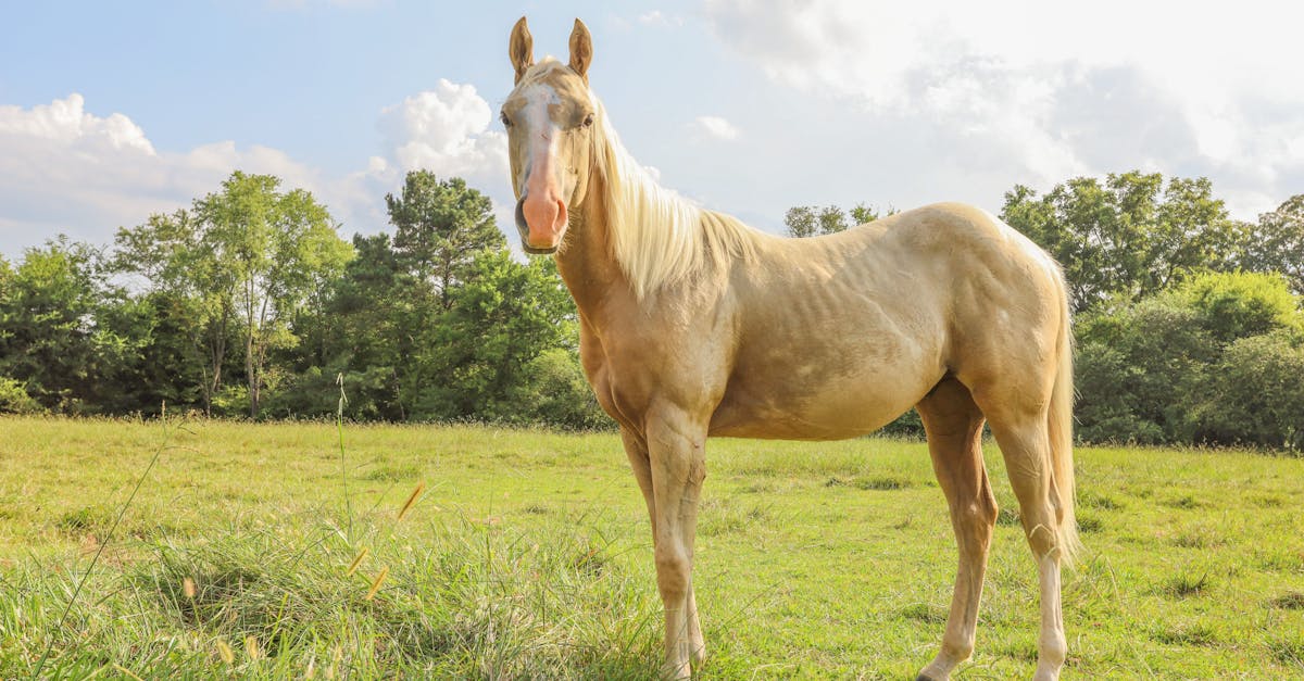 ¿Qué caracteriza a un caballo palomino y su singularidad?