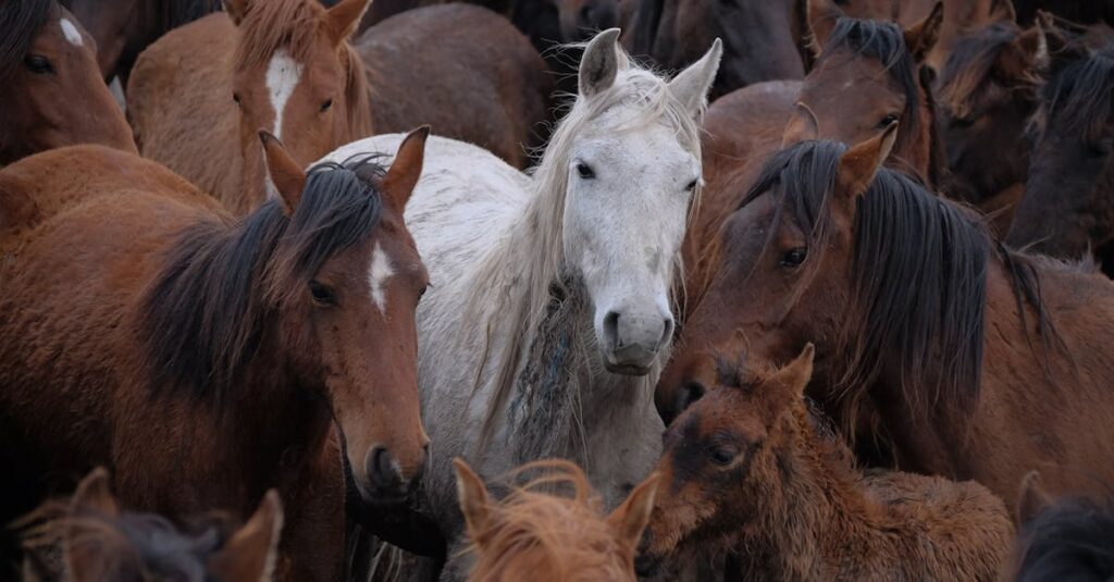¿Qué hace especiales a los caballos lipizanos?