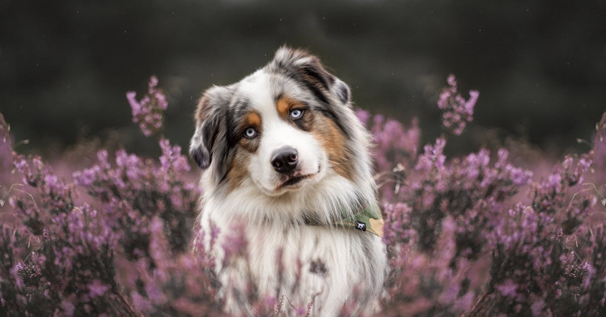 ¿Qué raza era Hachi y por qué es famosa su película?