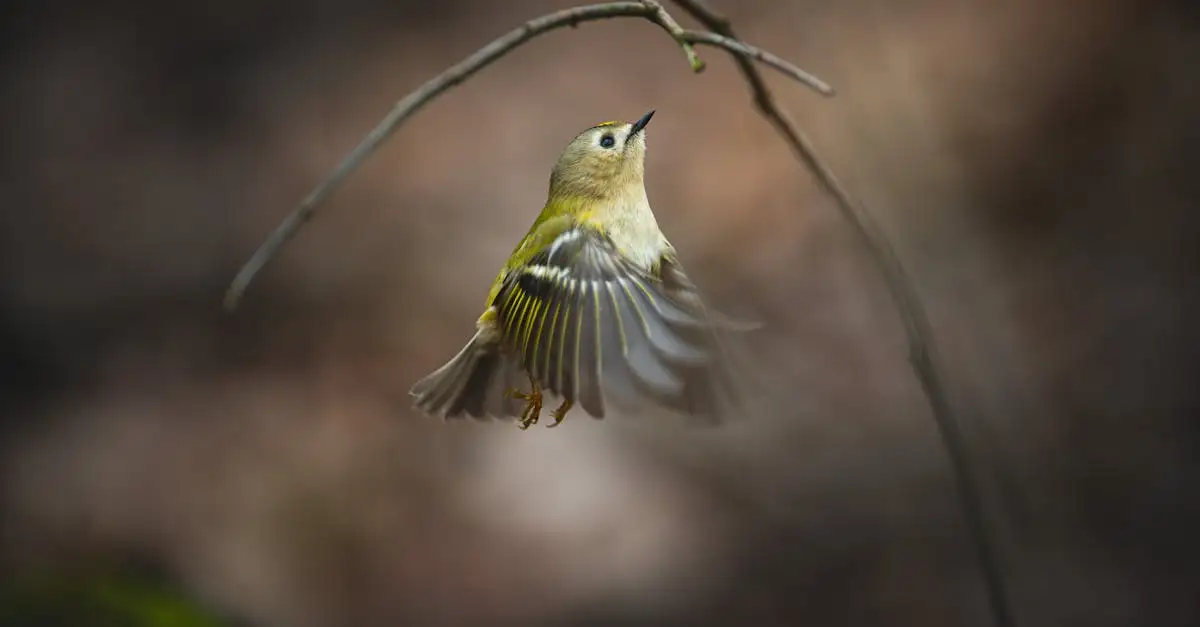 ¿Cómo aprenden a volar los jóvenes pájaros y su proceso?