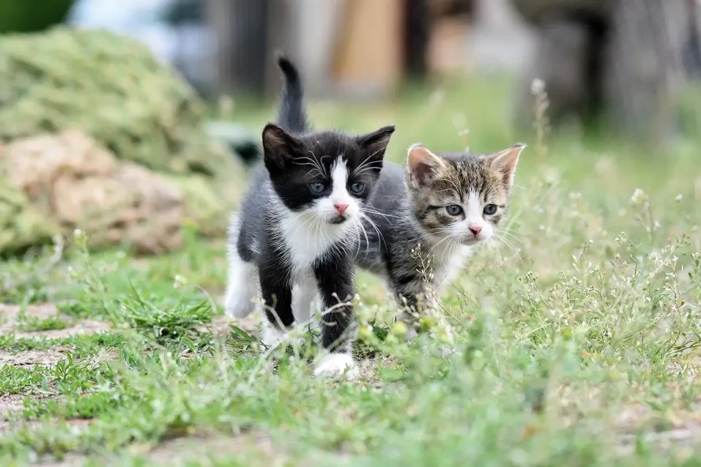 ¿Cómo estudian los científicos el comportamiento de los gatos?