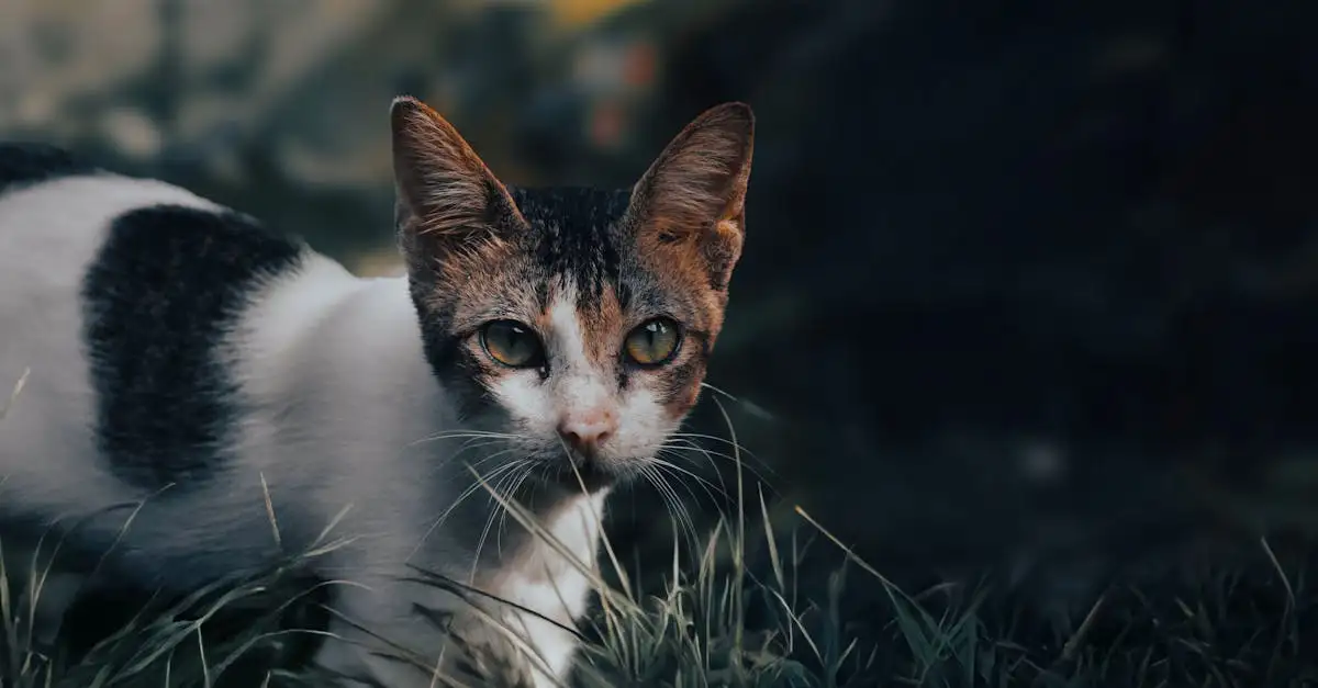 ¿Cómo usan los gatos sus bigotes para orientarse?
