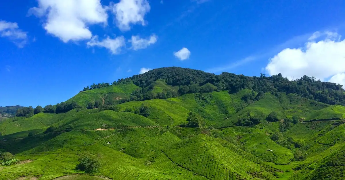 ¿Cuál fue el impacto del comercio de té en el Imperio Chino?