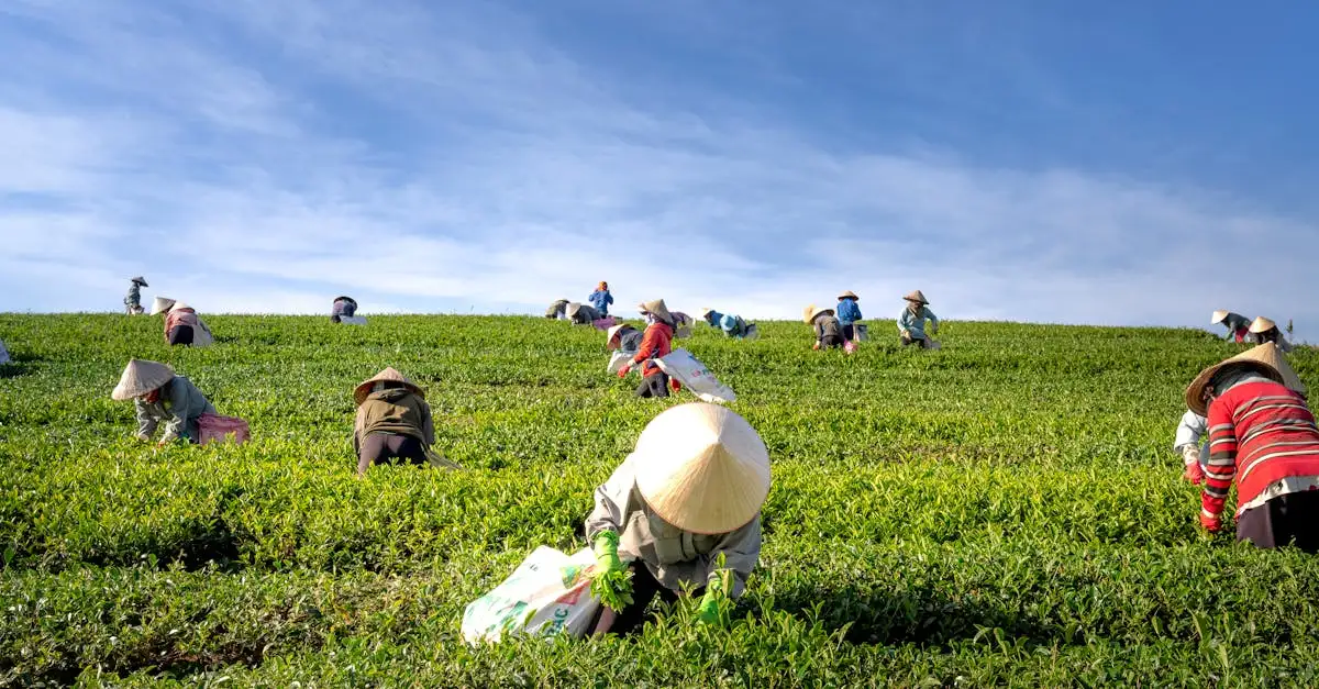¿Cuál fue el impacto del comercio de té en el Imperio Chino?