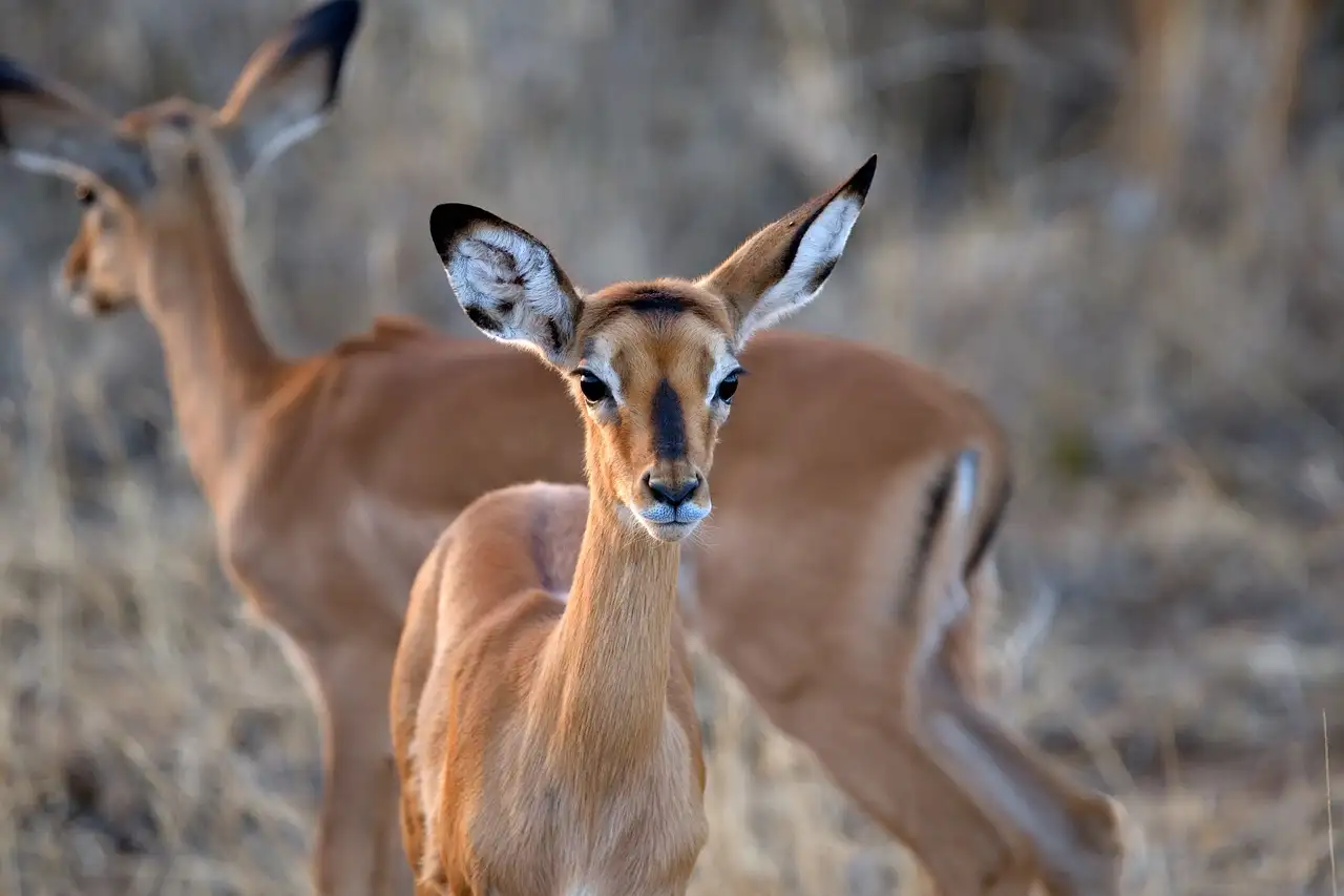 ¿Cuáles son las actividades más divertidas en Kenia?