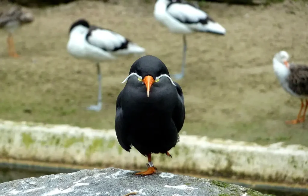 ¿Los pájaros pueden oler? Descubre la verdad aquí.
