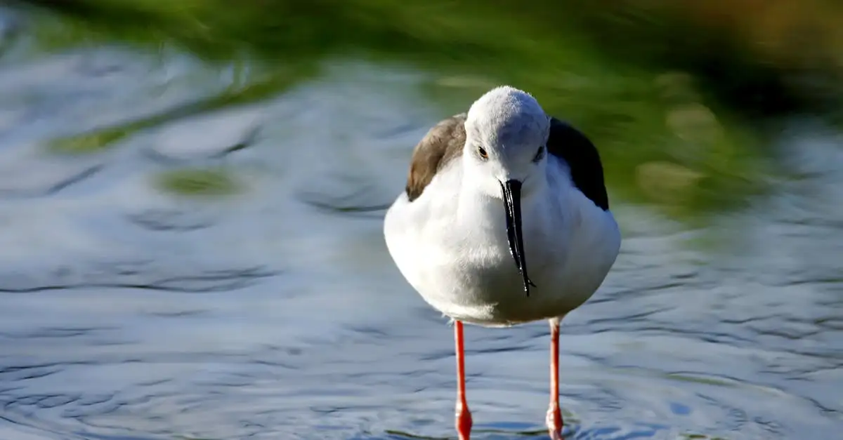 ¿Los pájaros pueden oler? Descubre la verdad aquí.