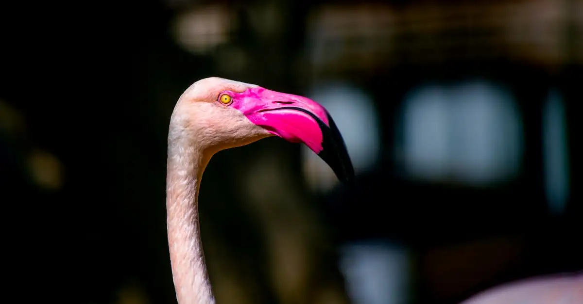 ¿Por qué el flamenco es rosa? Descubre la razón aquí.