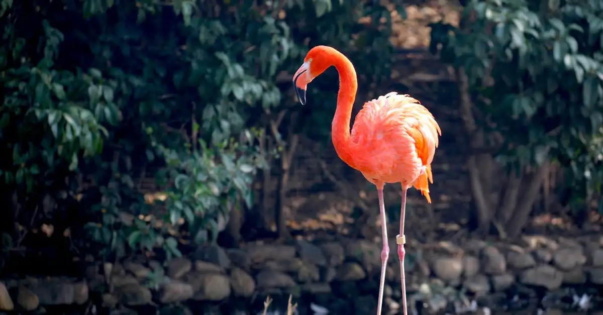 ¿Por qué el flamenco es rosa? Descubre la razón aquí.