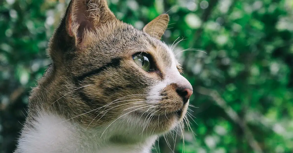 ¿Por qué los gatos rascan muebles y superficies? Descúbrelo aquí.