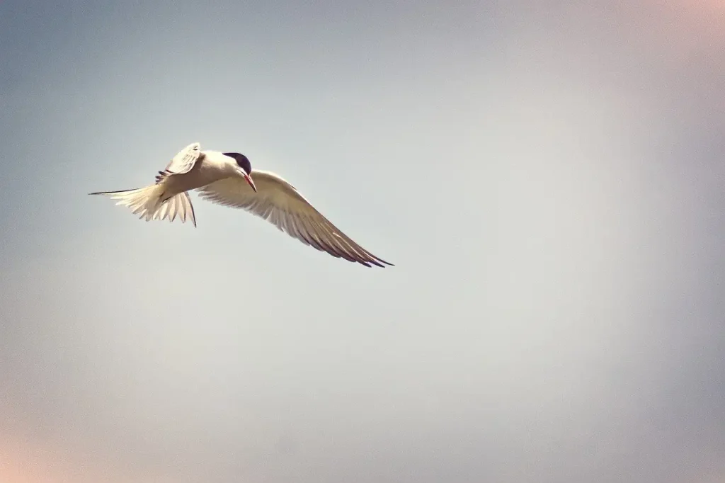 ¿Qué aves migran largas distancias como el charrán?