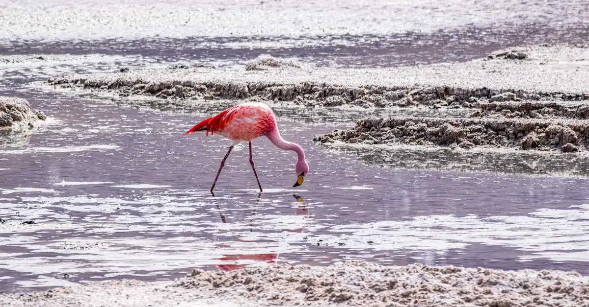 ¿Qué hace únicos a los lagos de Laguna Colorada en Bolivia?