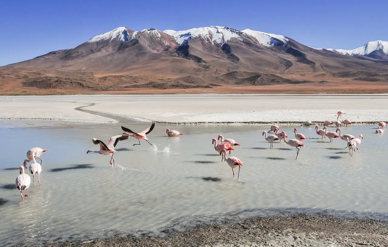 ¿Qué hace únicos a los lagos de Laguna Colorada en Bolivia?
