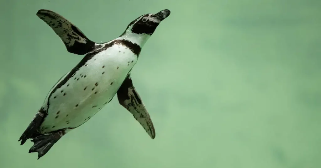 ¿Cómo pescan los pingüinos bajo el agua? Descúbrelo aquí.