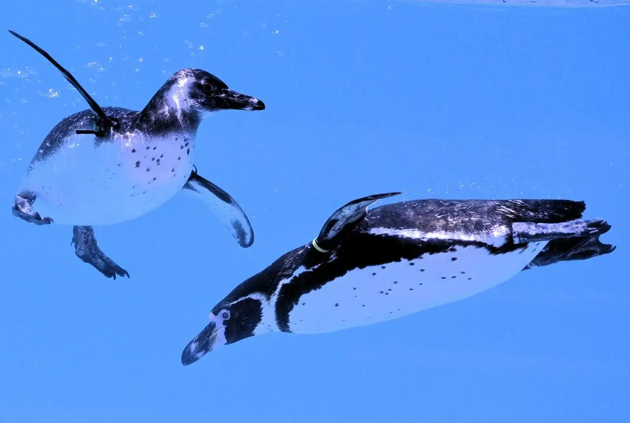 ¿Cómo pescan los pingüinos bajo el agua? Descúbrelo aquí.