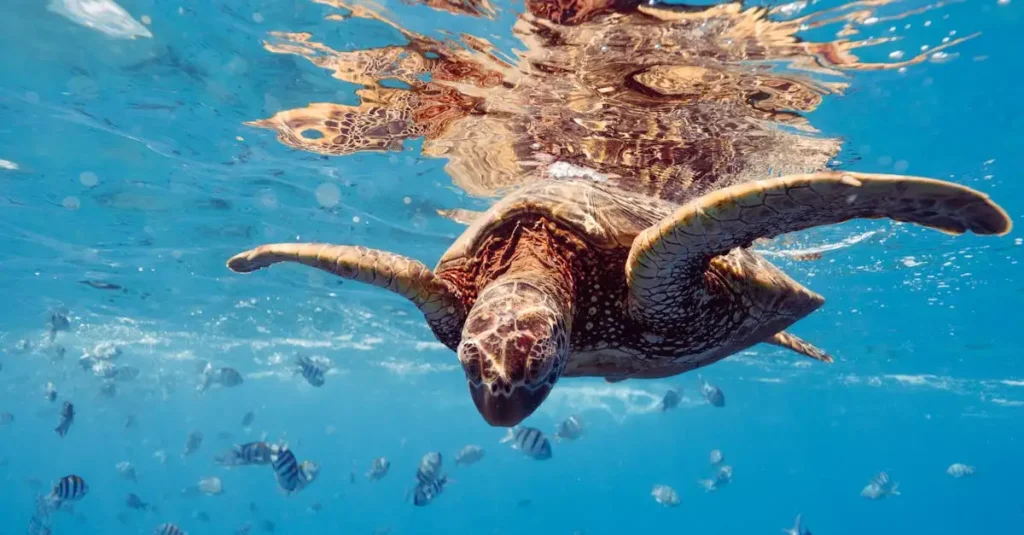 ¿Por qué hacer snorkel en el arrecife de Ningaloo es único?