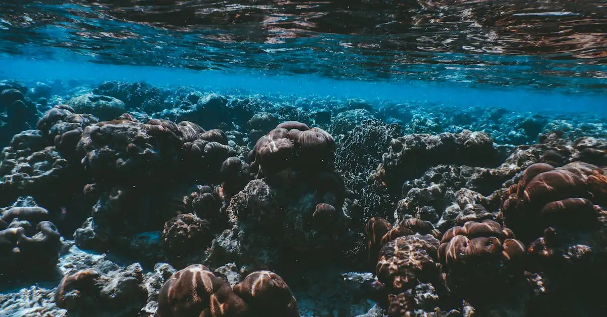 ¿Por qué hacer snorkel en el arrecife de Ningaloo es único?