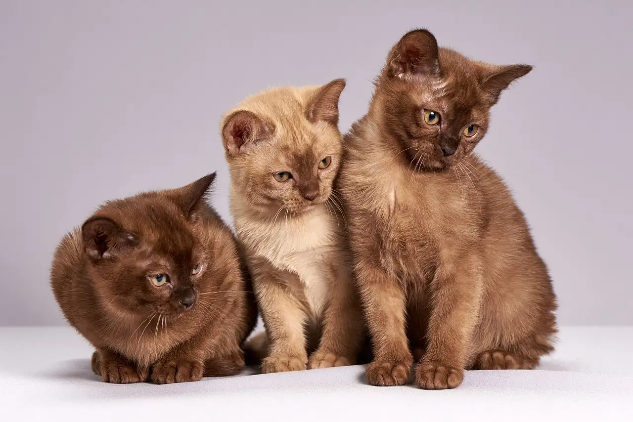 ¿Por qué los gatos se enrollan? Descubre la razón aquí.