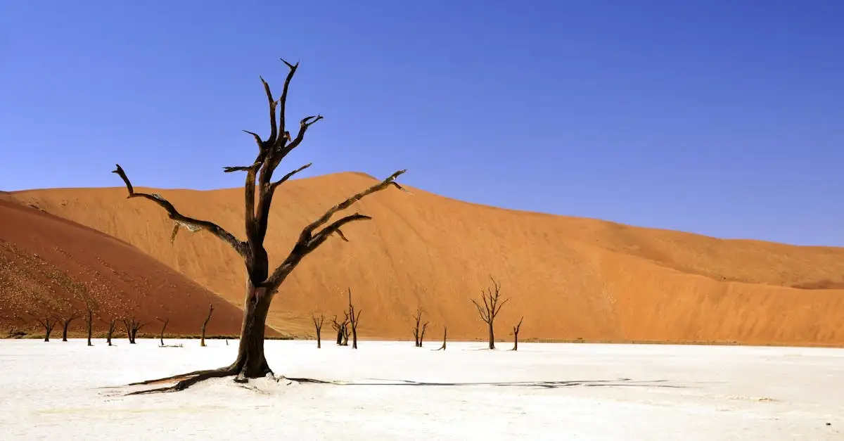 ¿Qué provocó la severa sequía en el Cuerno de África?