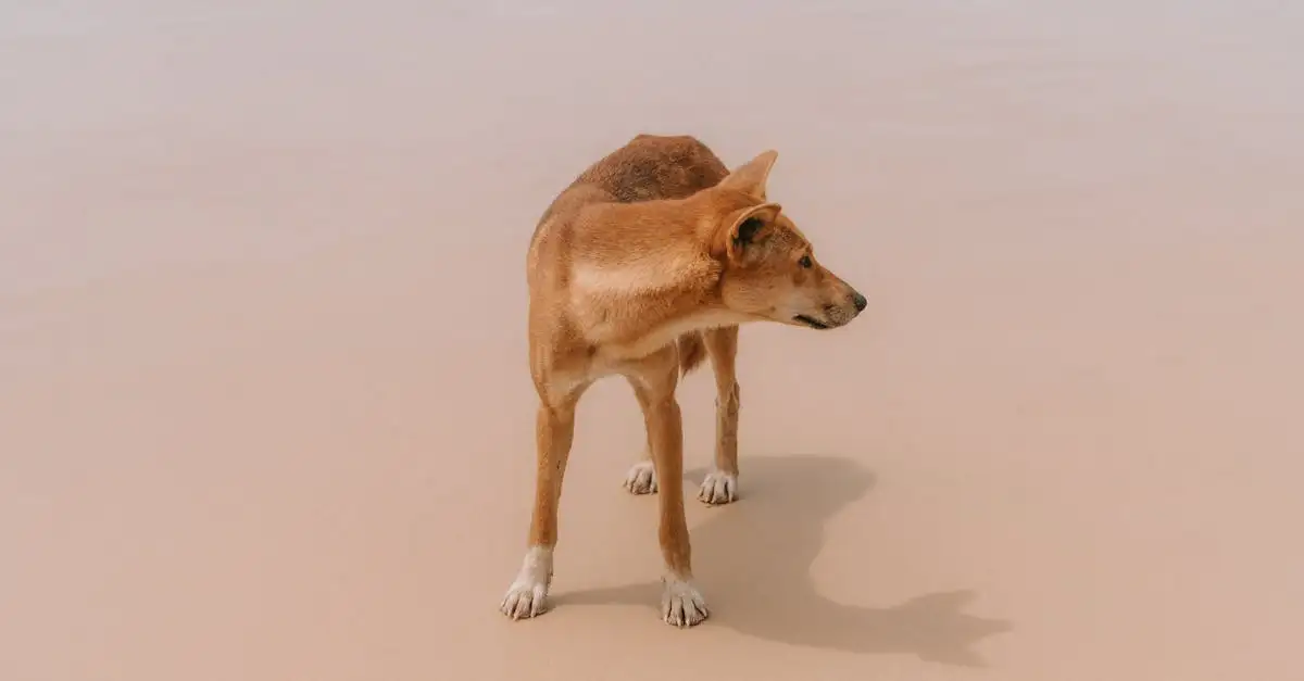 ¿Qué rol desempeñan los perros en las tradiciones nativas americanas?