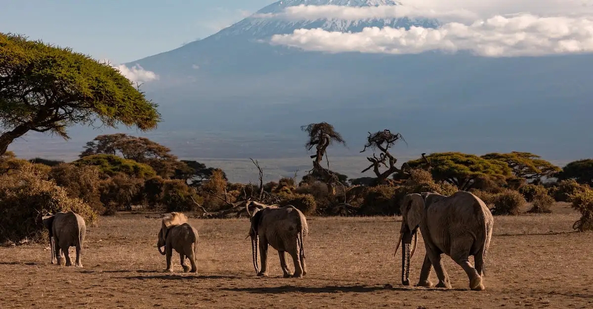 ¿Cuál es la montaña más alta de África: Kilimanjaro?