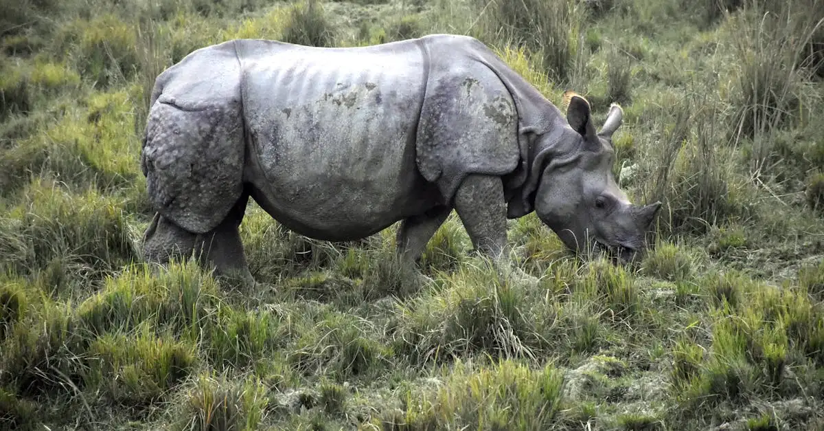 ¿Dónde está el famoso Parque Nacional Kaziranga en India?
