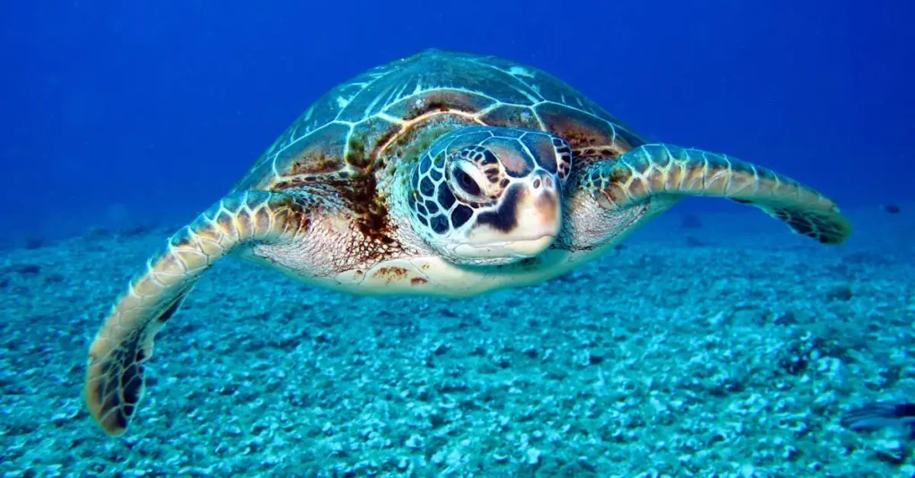 ¿Qué simboliza la historia de la tortuga cósmica?