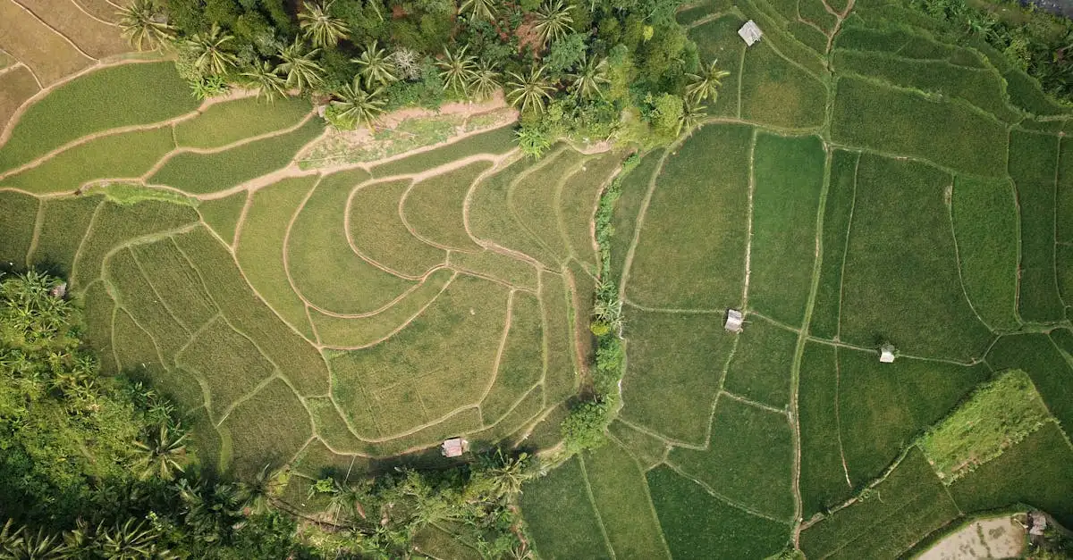 ¿Cómo impactaron los dinosaurios la fertilidad de los ecosistemas?