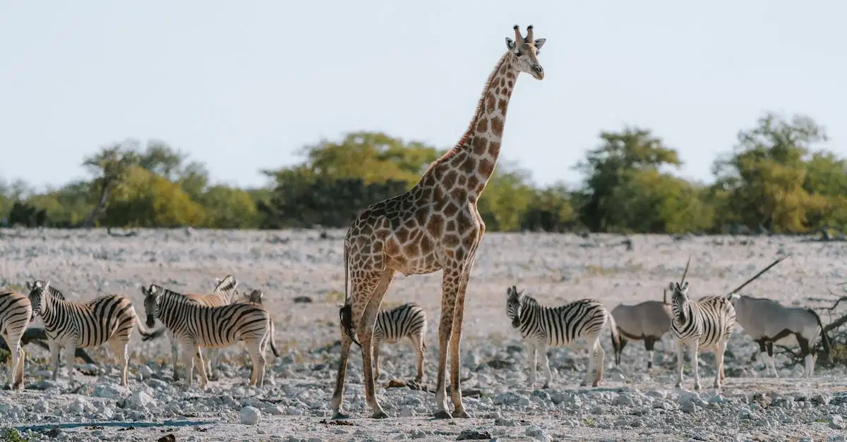 ¿Dónde avistar animales salvajes en Etosha, Namibia?