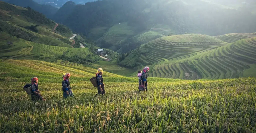 ¿Dónde están los vibrantes campos de arroz en Sapa, Vietnam?