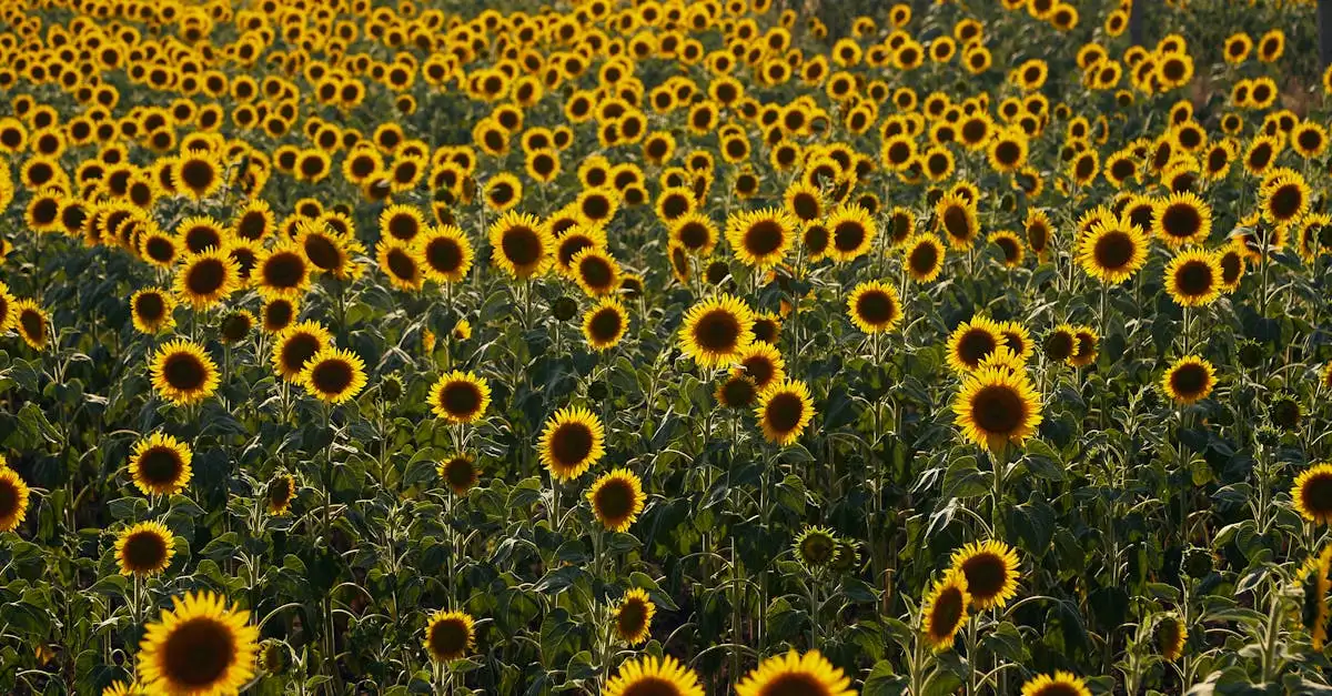 ¿Quiénes son los protagonistas de Los Girasoles?