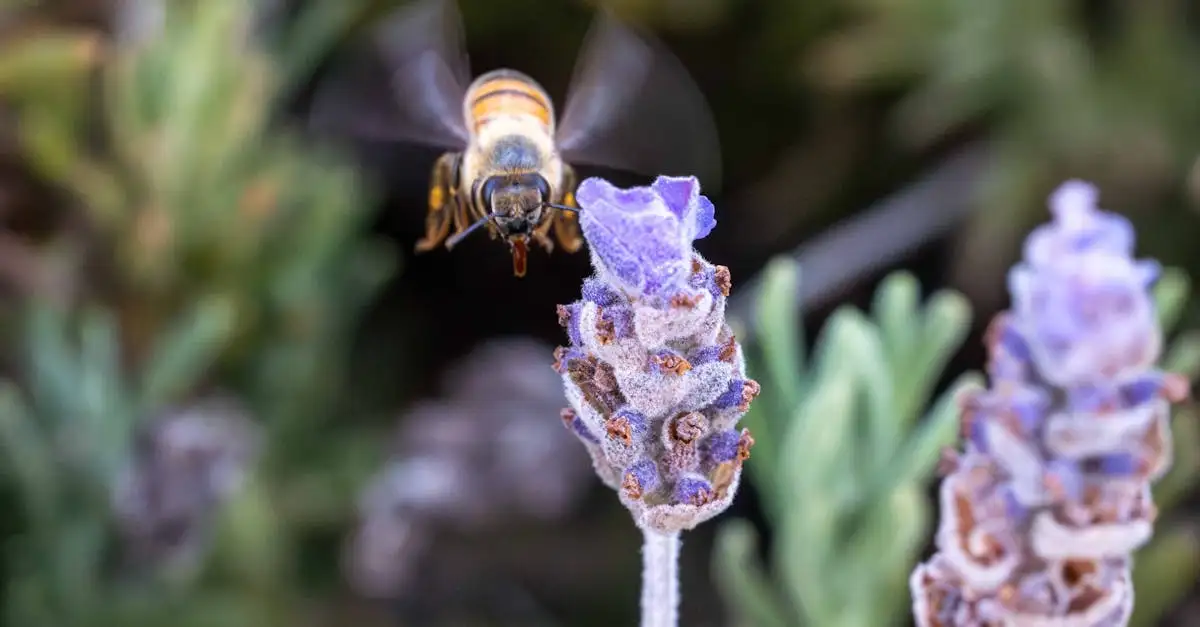 ¿Cómo alivia la miel el cuero cabelludo irritado?