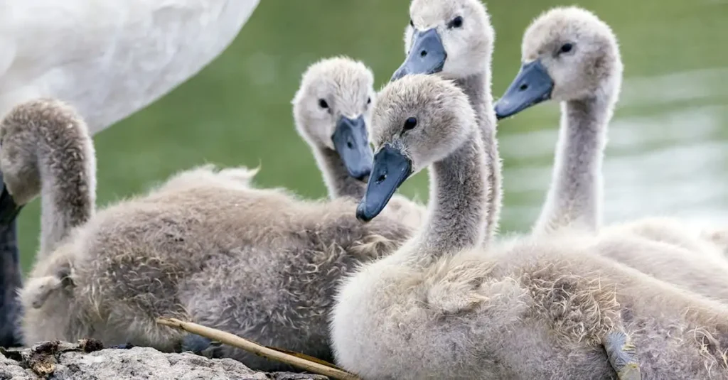 ¿Cuáles son las aves que crían juntas y por qué lo hacen?