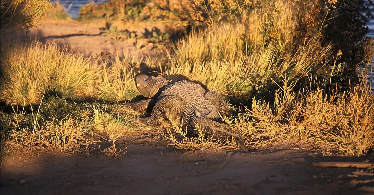 ¿Dinosaurios: ¿sangre fría o caliente? Descubre la verdad.
