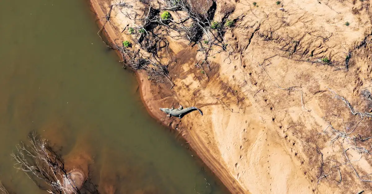 ¿Dónde se encuentran los cocodrilos en Australia?