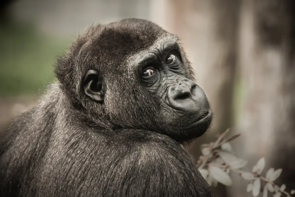 ¿Dónde se encuentran los gorilas en África? Descubre la cadena montañosa.