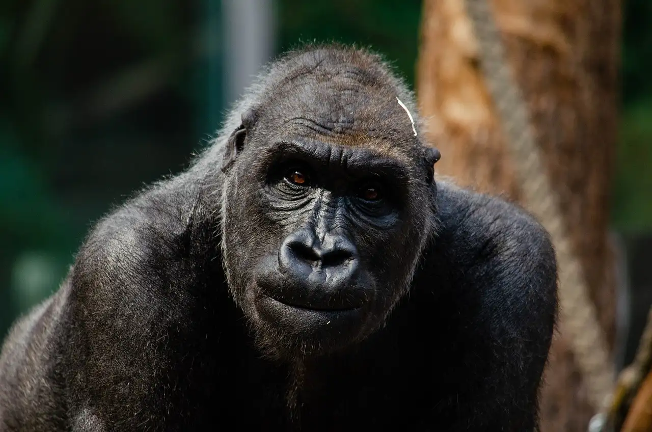 ¿Dónde se encuentran los gorilas en África? Descubre la cadena montañosa.