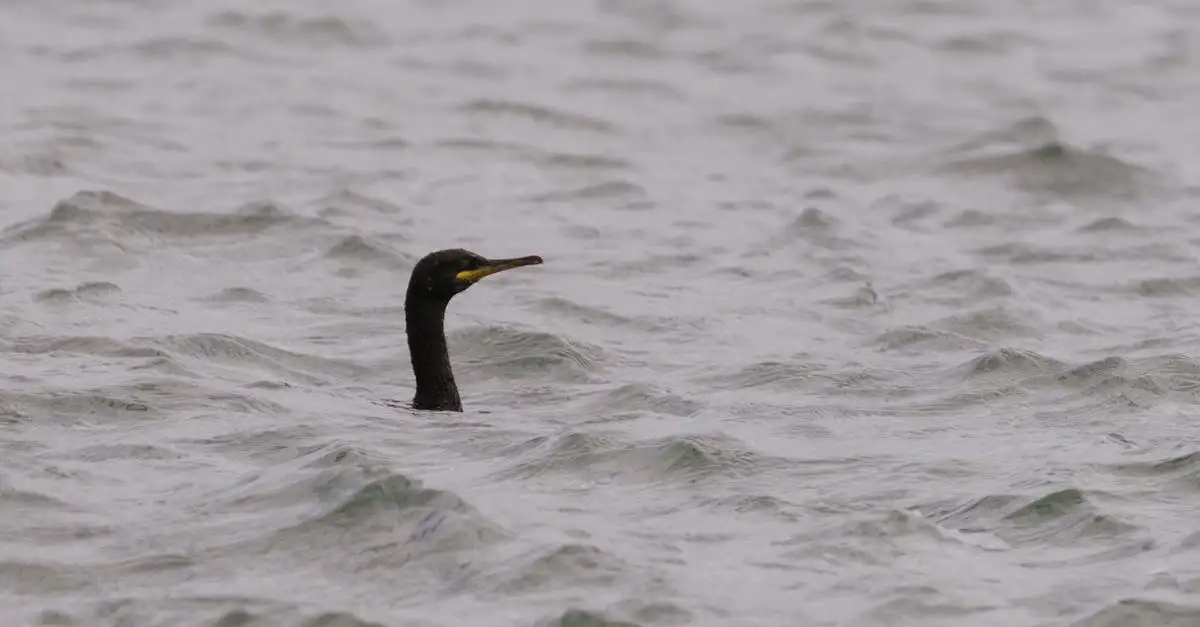 ¿Qué características tienen las aves buceadoras como el cormorán?