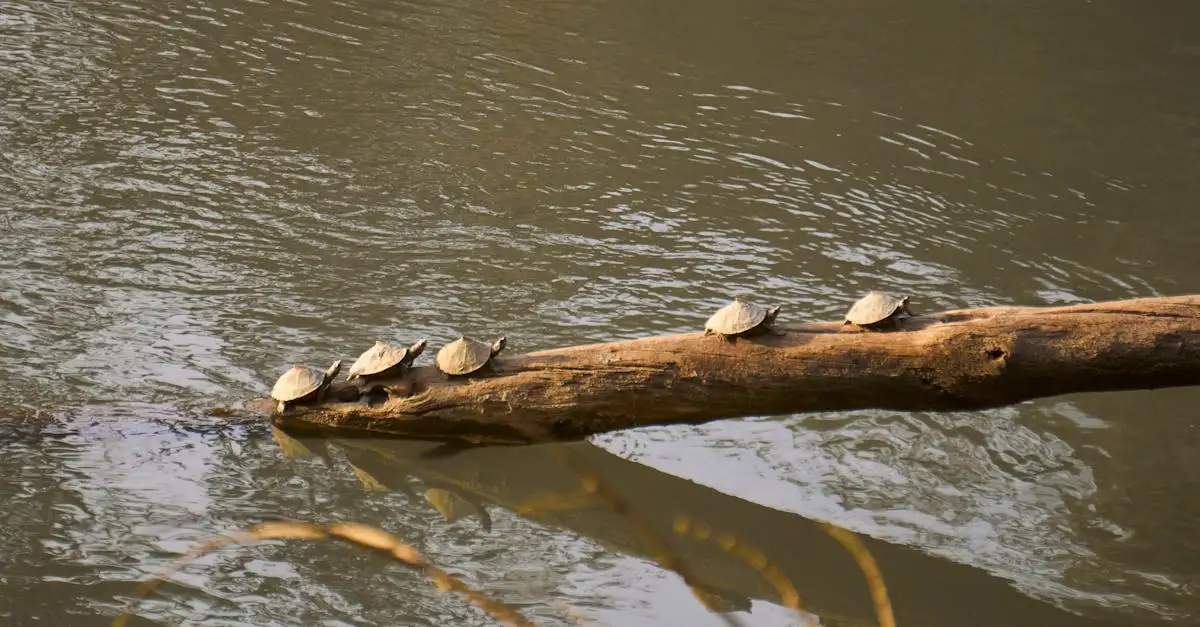 ¿Qué es el Parque Nacional South Luangwa en Zambia?