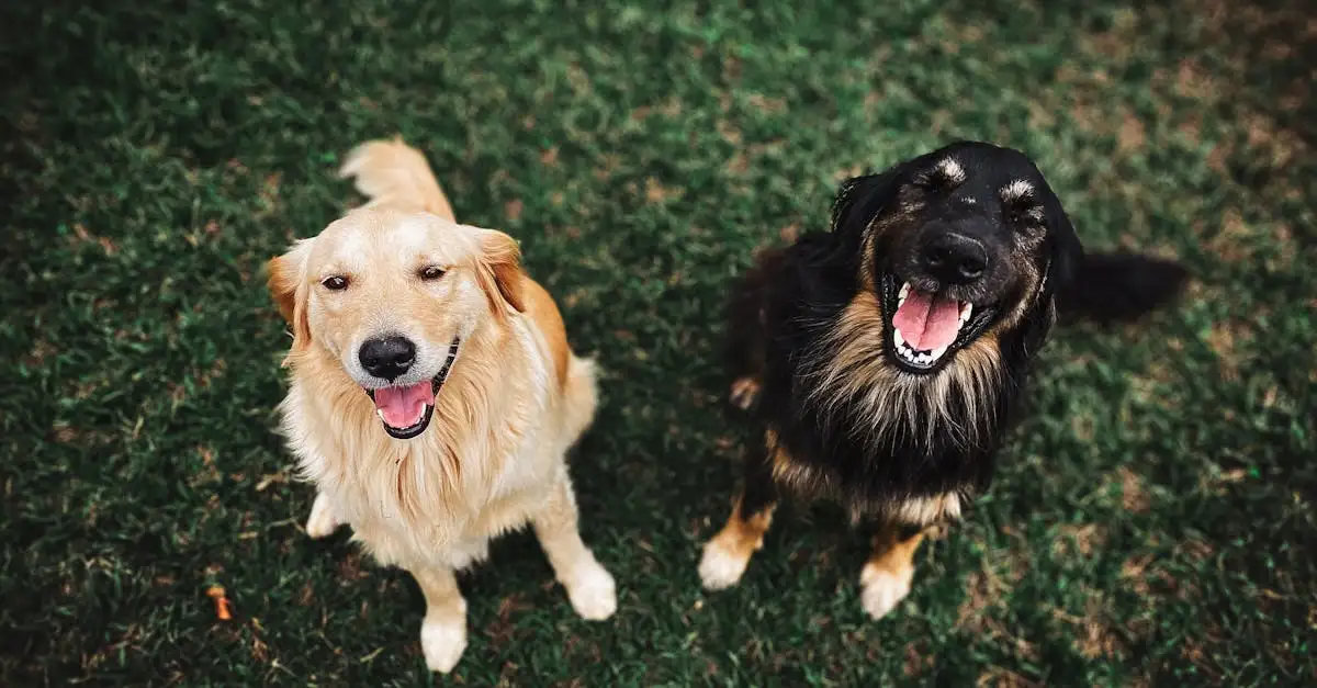 ¿Qué significa que un perro mueva su cola? Descúbrelo aquí.
