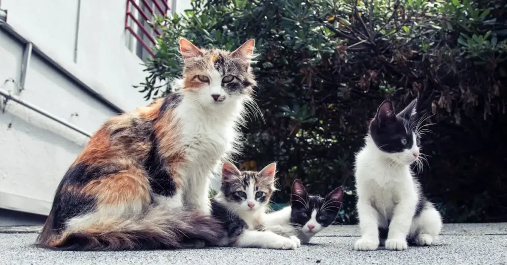 ¿Cómo afectan otras mascotas la conducta de los gatos en casa?