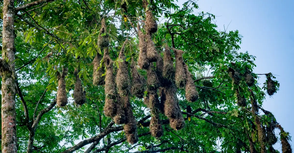 ¿Cómo construyen los pájaros sus nidos? Descúbrelo aquí.